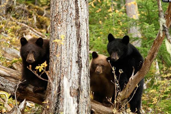 Wells Gray Guest Ranch Hotel Клиъруотър Екстериор снимка